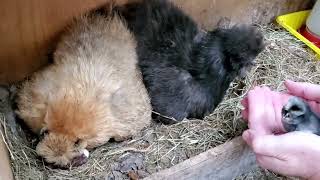 폴리쉬 와 실키 병아리 처음 자연 부화 .  First time hatching Polish and Silkie chicks in the fall.