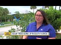 Solar trees 'sprouting' up across South Florida