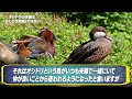 【衝撃】動物のヤバすぎる本能...知らないと損する日常で使える雑学がツッコミどころ満載だったwwwwww傑作選 108【なろ屋】【ツッコミ】