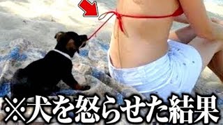 【衝撃】動物のヤバすぎる本能...知らないと損する日常で使える雑学がツッコミどころ満載だったwwwwww傑作選#108【なろ屋】【ツッコミ】