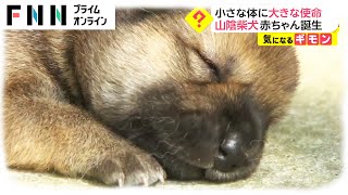 山陰柴犬の赤ちゃん誕生　存在を伝え続ける大きな使命...