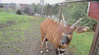 Eastern Bongo