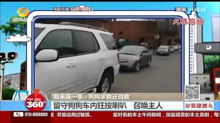 留守狗狗車內狂按喇叭 召喚主人