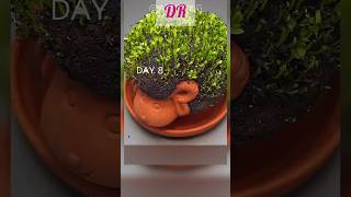 Growing Dragon Fruit Cactus #shorts #realfoolste #trending #ytshorts #halloween