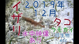 夜の潮干狩り　イザり　タコとり　水中映像あり　珍生物？　　　　　　　ー・ー・ー・ー・ー・ー・ー・ー・ー・ー・ー・ー・ー・ー・ー・ー・ー・ー・ー・ー・ー【沖縄　釣り】【シガヤー】2019年12月　v11