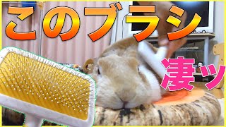 うさぎの換毛期対策に買ったブラシの性能が半端なかった！