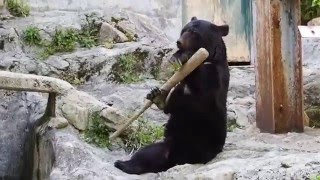 月の輪熊 クラウド君 (広島市安佐動物公園)