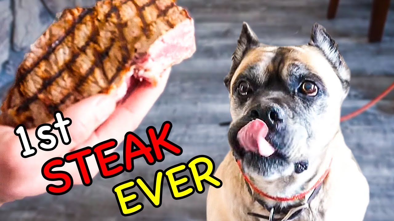 Letting Homeless Dogs Pick their Own Dinner! 🐶🥩 [Compilation of best home made dog food!]