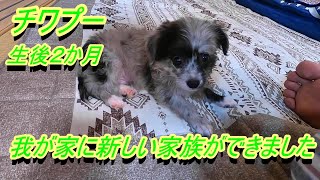 【チワプー】新しい家族が増えました。　らい君　【チワワ＆プードル　ミックス犬】