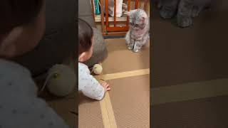 おもちゃを赤ちゃんに取られた猫#short #shorts #ミヌエット #ラガマフィン #猫