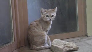 スナネコ「キサク＆アミーラ」放飼場デビュー！ （埼玉県こども動物自然公園）Sand Cat Debut