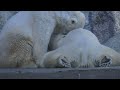 まだもらってる！　バフィン＆モモの授乳タイム 2018 02 07　浜松市動物園のホッキョクグマ