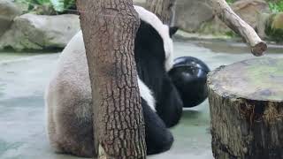 20220601 黑球轉出紅葡萄 卡縫團團能找到(永懷團團之33) Giant Panda Tuan Tuan, Yuan Yuan \u0026 Yuan Bao