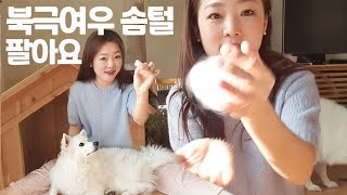 스피츠 키우면 안 되는 이유 | 이중모 강아지 털 빠짐 궁금하신 분? (Feat. 북극여우 솜털 홈쇼핑 라이브, 찰리 유기견 입양썰, 3대 지랄견)