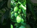 zs garden mango tiktok plants facebook youtube garden fruit instagram shortvideo shorts