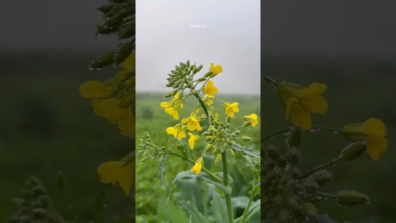 Youtubeshorts Trending Love Youtube