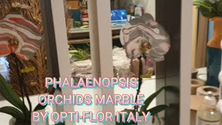 PHALAENOPSIS ORCHIDS MARBLE BY OPTI - FLOR IN ITALY