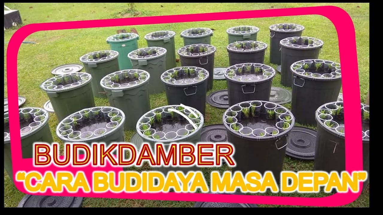 BUDIKDAMBER "Budidaya Ikan Dalam Ember" - YouTube