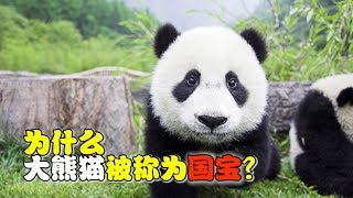 【十万个为什么】为什么大熊猫被称为国宝？|十萬個為什麼|Uncle Why TV