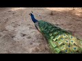 male female peacock sound peahen peacock morni ki awaz