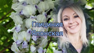 Vlog-210  Цветение Глицинии Японской 🌺8 мая 2023 г.