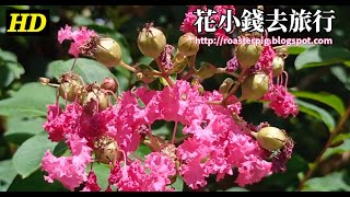 Baeautiful bright Crape Myrtle flowers in Chinese garden@2022 Hong Kong Flowers viewing