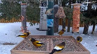 Evening Grosbeaks Take Over Ontario FeederWatch Cam – March 5, 2020