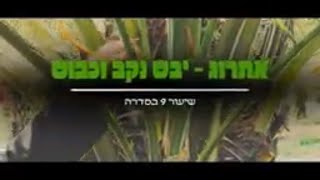 הרב מנחם מנדל פומרנץ | סדרת שיעורי ארבעת המינים - שיעור ט' • אתרוג - יבש נקב וכבוש •