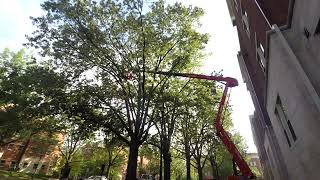 University of Kentucky Arborists prune campus cherrybark oaks (Quercus pagoda)