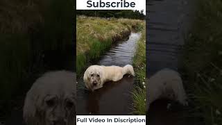Cute Animals 🐶 Dogs and 😻 Cats - Awesome Funny Pet Animals Videos 😇 EP - 8 || Copycats || #shorts 7