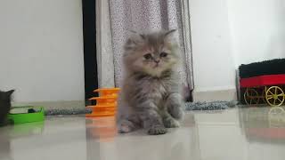 How to train your persian cat kitten |cutecat|live video  persian cat kitten |spa |grooming |