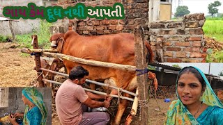 cow મિલકિંગ 🐂 hard || કેમ ગાય દૂધ નથી આપતી @vandegovmataramvlogs