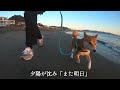 pv「おはよう、また明日」　歌　柴犬こむぎ u0026あるじ