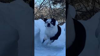 Hims light on his feet #dogshorts #shorts #frenchton #funnydog #doglover #dogs #petlover #petlovers