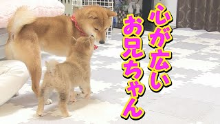 妹に噛まれても、反撃せず大きな心で受け止める兄柴犬が頼もしい♥