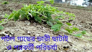 পটল গাছের ভারী ছাঁটাইয়ের প্রয়োজনীয়তা এবং পরবর্তী পরিচর্যা। potol / patal chas / parwel farming.