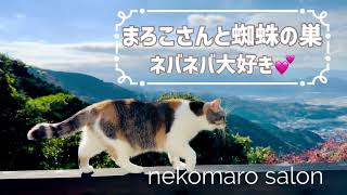 ネバネバ大好き❤まろこさんと蜘蛛の巣 #ねこ #猫動画 #癒し