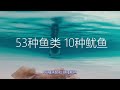 這個動物一天交配30次！不吃不喝連續交配45天，卻難逃被閹割命運！海狗腎有多神【紅桃k日記】