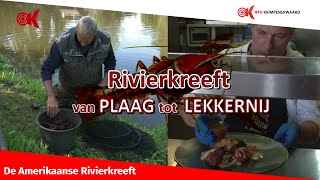 Rivierkreeften - Van plaag tot lekkernij