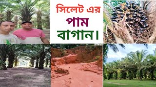 সিলেট এর পাম বাগান  Palm Gardens of Sylhet