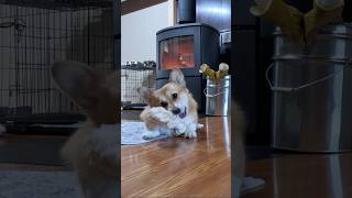 ロープで遊ぶ動作がゆっくりなコーギー / The Corgi is playing gently with a rope #コーギー #corgi #サクラ