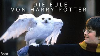 Die EULE von HARRY POTTER - 3sat Doku (Deutsch - Germany)