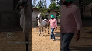 Champion stallion🏆 “Dulla” Majukebloodline #new #viral #trending #ytshorts #horse #ajitkharoudvlogz