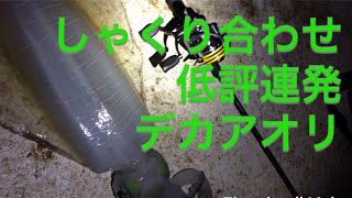 沖縄エギング      アオリイカ2.64ｋｇ