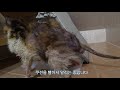 당뇨로 쓰러져 죽어가던 길냥이 유니 이제 퇴원하고 잘지내요 care for diabetic cats