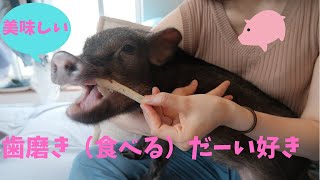 歯みがきガムを食べるマイクロブタ