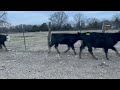 288 lb bulls and steers