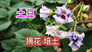 小家庭种土豆，想要高产，这三点要注意，简单易操作