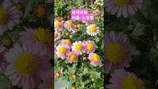 분재국화는 꽃의 개화기간이 길다#석막리꽃농장 #flowers #분재국화 #국화축제 #힐링