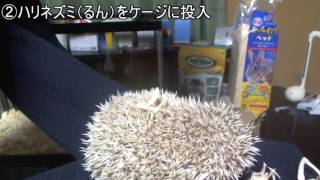 ハリネズミをお迎えしてみた！（るん)  Hedgehog